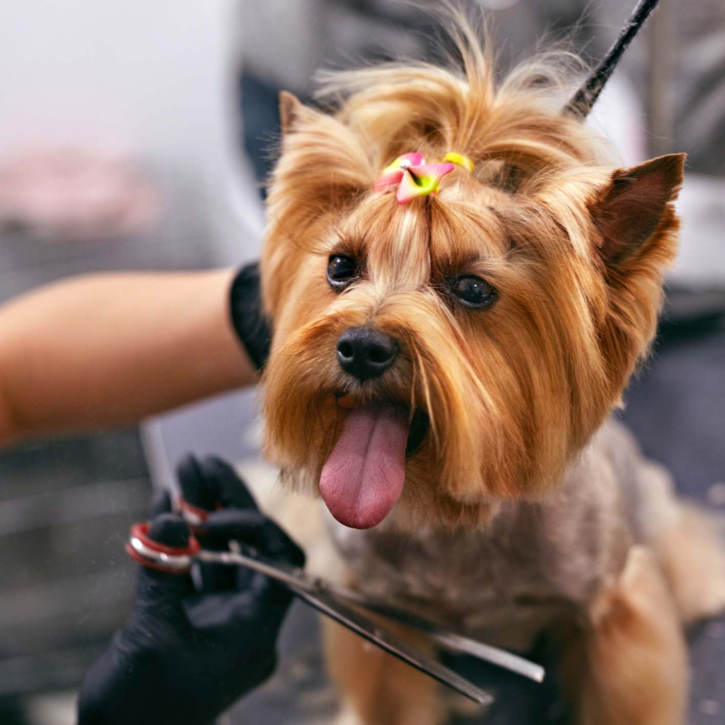 Dog Gets Hair Cut At Pet Spa Grooming Salon. Closeup Of Dog Face While Groomer Cutting Hair With Scissors. High Resolution