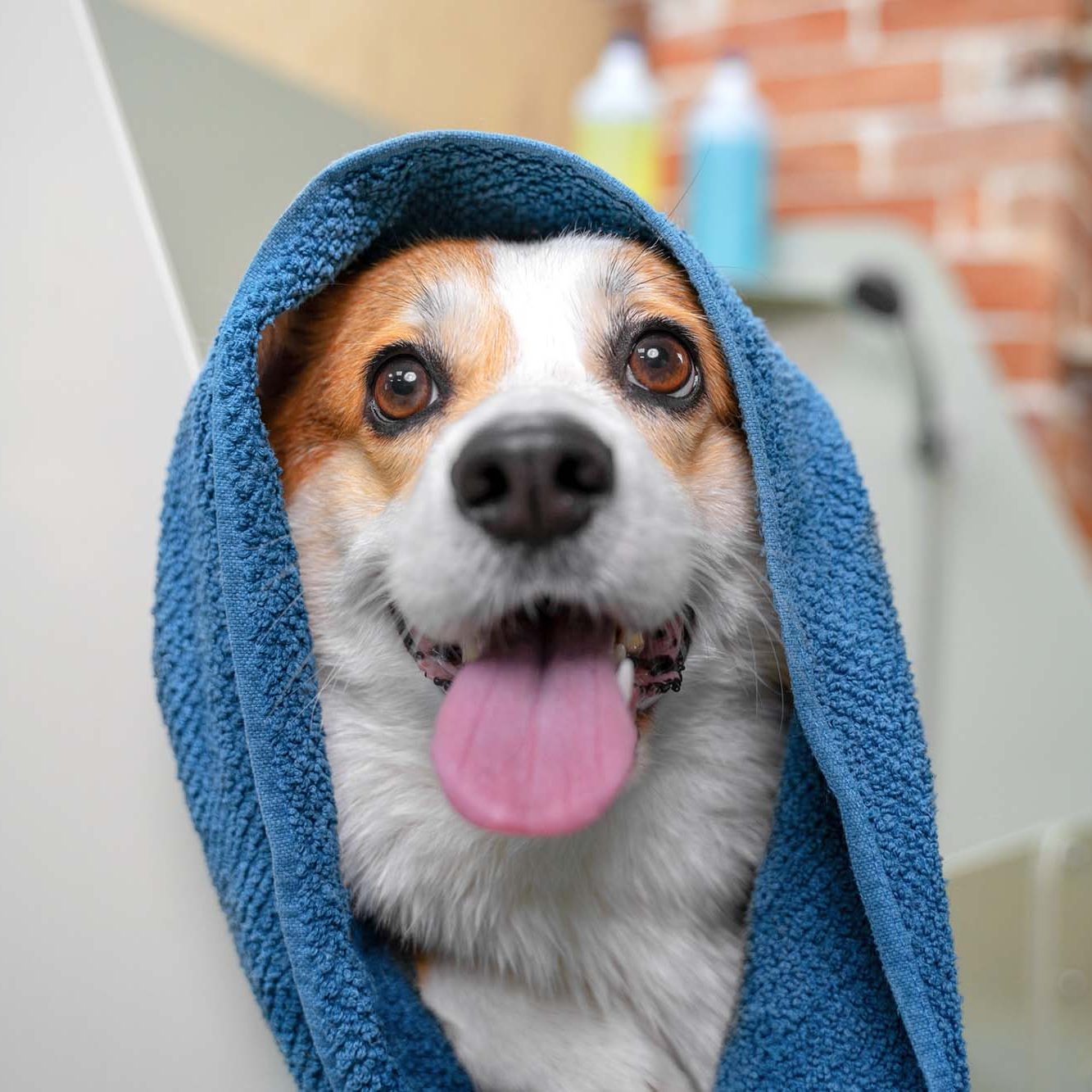 Funny portrait of a welsh corgi pembroke dog after a shower wrapped in a towel. Dog taking a bubble bath in grooming salon.
